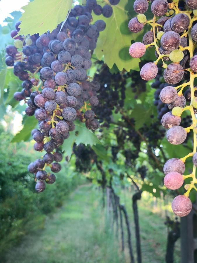 Appartamenti Bellini Bardolino Luaran gambar